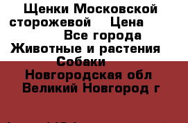 Щенки Московской сторожевой  › Цена ­ 25 000 - Все города Животные и растения » Собаки   . Новгородская обл.,Великий Новгород г.